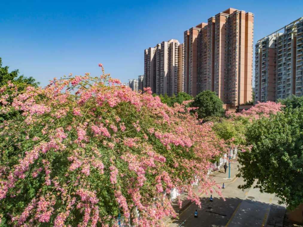 华师风景